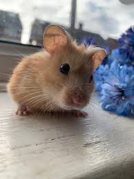 Afbeeldingsresultaat voor hamsters