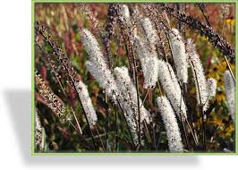 Image result for Silberkerze