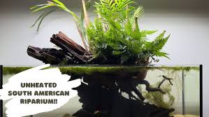 Attēlu rezultāti vaicājumam “Sphagnum riparium”