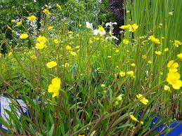 Attēlu rezultāti vaicājumam “Ranunculus flammula”
