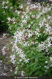 Attēlu rezultāti vaicājumam “Gillenia trifoliata flower”