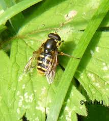 Attēlu rezultāti vaicājumam “Sericomyia silentis”