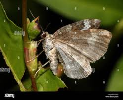 Attēlu rezultāti vaicājumam “Perizoma alchemilla”