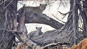 Attēlu rezultāti vaicājumam “Lycogala leopardinum young”