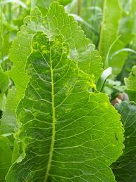 Attēlu rezultāti vaicājumam “Armoracia rusticana leaf”