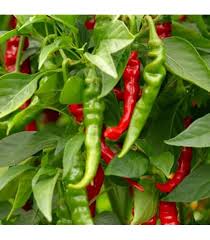 Afbeeldingsresultaat voor cayenne blend hot pepper