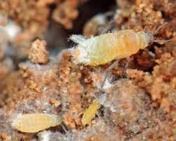 Attēlu rezultāti vaicājumam “Pemphigus borealis”