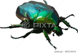 Attēlu rezultāti vaicājumam “Cetonia aurata imago”