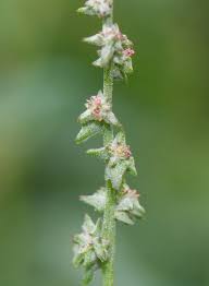 Attēlu rezultāti vaicājumam “Atriplex littoralis leaf”