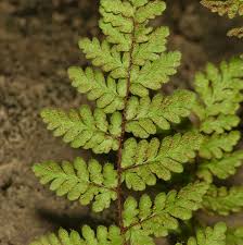 Attēlu rezultāti vaicājumam “Chaenotheca laevigata”