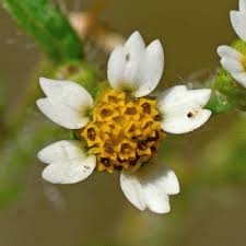 Attēlu rezultāti vaicājumam “Galinsoga quadriradiata flower”