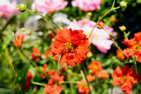 Attēlu rezultāti vaicājumam “Geum x intermedium flower”