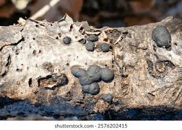 Attēlu rezultāti vaicājumam “Sphaerobolus stellatus”