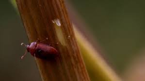 Attēlu rezultāti vaicājumam “Epuraea sp.”