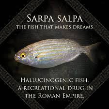 Image result for Sarpa salpa