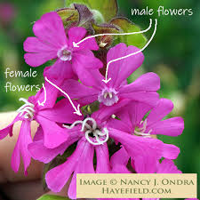 Attēlu rezultāti vaicājumam “Silene dioica flower”