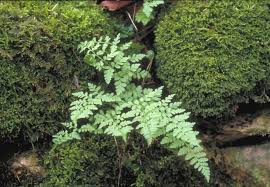 Attēlu rezultāti vaicājumam “Cystopteris fragilis”