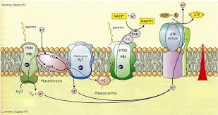 Attēlu rezultāti vaicājumam “Saussurea esthonica”