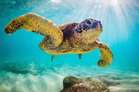 Image result for Harbour Lights Snorkelling Club (HLSC)