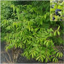 Attēlu rezultāti vaicājumam “Lonicera caerulea var. pallasii”