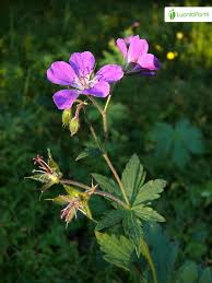 Attēlu rezultāti vaicājumam “Geranium sylvaticum”