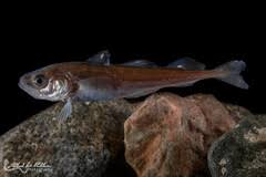 Image result for Arctogadus glacialis