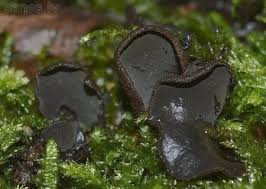 Attēlu rezultāti vaicājumam “Ionomidotis irregularis”