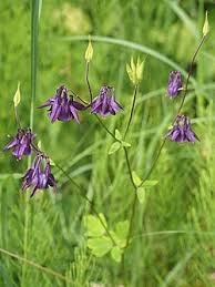 Image result for Akelei