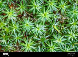 Attēlu rezultāti vaicājumam “Pogonatum dentatum”