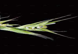 Attēlu rezultāti vaicājumam “Bromopsis benekenii”