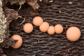 Attēlu rezultāti vaicājumam “Lycogala convexum”