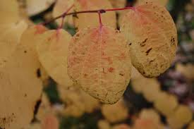 Attēlu rezultāti vaicājumam “Cercidiphyllum japonicum leaf”