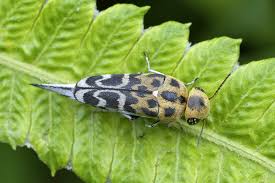 Attēlu rezultāti vaicājumam “Mordellidae”