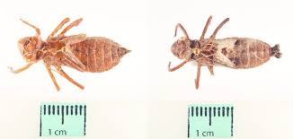 Attēlu rezultāti vaicājumam “Libellula quadrimaculata larva”