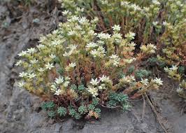 Attēlu rezultāti vaicājumam “Sedum pallidum leaf”