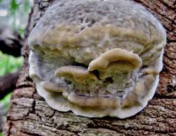 Attēlu rezultāti vaicājumam “Postia tephroleucus”