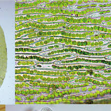 Attēlu rezultāti vaicājumam “Dicranella staphylina cells”