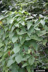 Attēlu rezultāti vaicājumam “Calystegia sepium leaf”