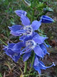 Image result for Campanula americana