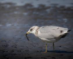 Attēlu rezultāti vaicājumam “Larus marinus adult”