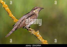 Attēlu rezultāti vaicājumam “Jynx torquilla adult”