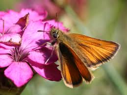 Attēlu rezultāti vaicājumam “Thymelicus lineola underside”