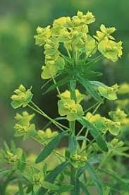 Attēlu rezultāti vaicājumam “Euphorbia virgata flower”