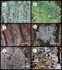 Attēlu rezultāti vaicājumam “Parmeliella triptophylla”