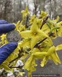 Attēlu rezultāti vaicājumam “Forsythia suspensa flower”