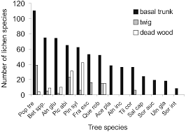 Attēlu rezultāti vaicājumam “Sclerophora coniophaea”