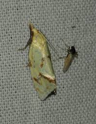 Attēlu rezultāti vaicājumam “Anacampsis blatariella”