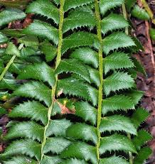 Attēlu rezultāti vaicājumam “Polystichum lonchitis”