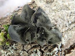 Attēlu rezultāti vaicājumam “Leptogium saturninum”