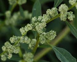 Attēlu rezultāti vaicājumam “Chenopodium acerifolium”